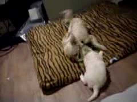 Chicken and Conchita