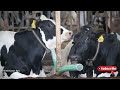 Dairy Cattle Japan Sleepy Pee
