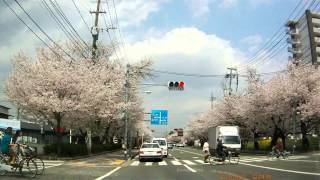 preview picture of video '【車載動画】健軍自衛隊通りの桜【2013.3.25】'