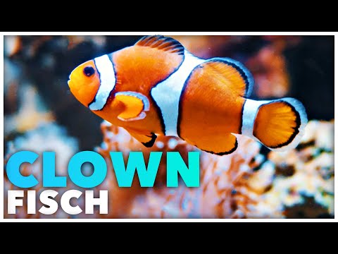 CLOWNFISCH - Alle wichtigen Informationen in 100 Sekunden