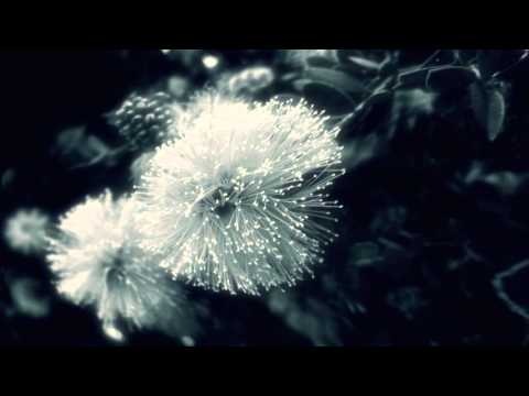 Mindshield - Dandelion (Augusto Balmaceda Remix)