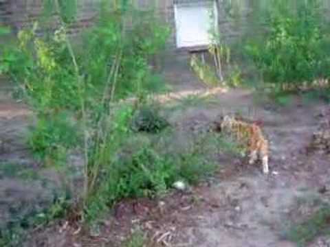 Walking Rasheed - Wandelen met Rasheed (4)