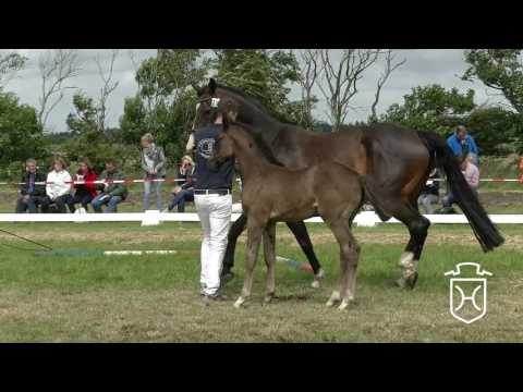 NF213 Stutfohlen von Diarado - Quintero - Lovari