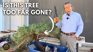 Trying to Turn a Neglected Garden Juniper Tree Into a Decent Bonsai