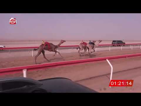  ش 18 (الكايده) لـ سهيل نخيرات الدوده العامري 2:13:50 ، شارة الصندوق 2026/07/11 فطامين الوقن