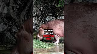 "Why Hippos Are More Dangerous Than You Think! 😱 #shorts #youtubeshorts #animals