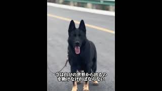 ハリーの犬の癒しの道#犬 #動物 #動物世界 #面白い #funny