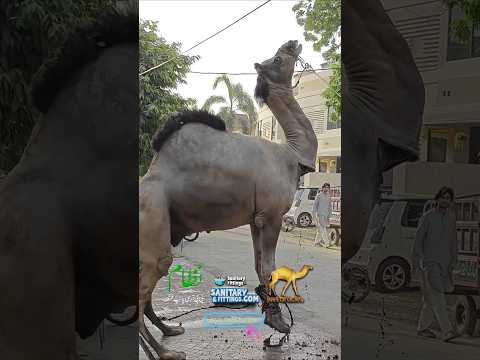Heavy camel qurbani 2025 wapda town