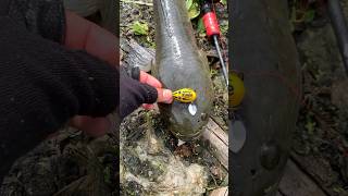 Download lagu Jackpot Haruan Gabus Saiz Purba | #haruan #softfrogkuyie #shorts mp3