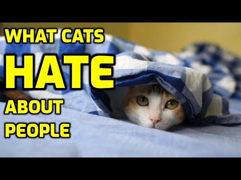 What Cats HATE That Humans Do (Finally, The Answer!)