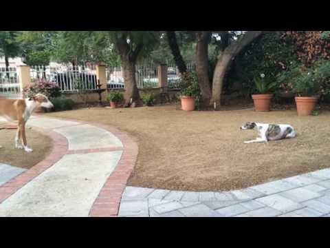 GG Whippet vs Billy Ibizan Hound