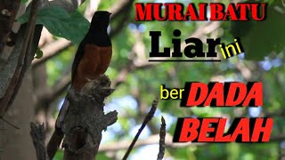 Download lagu Beruntung, bisa ketemu Burung MURAI BATU Liar yang GACOR mp3
