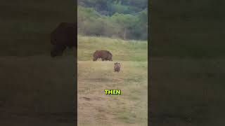 Download lagu Tiger vs. Giant Wild Boar — Who Backs Down?#wildlife #help #animals #tiger mp3