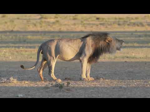 Kalahari Lion Roars