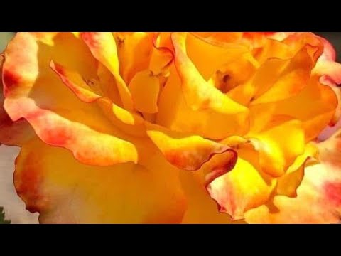 Vrinda garden is live!