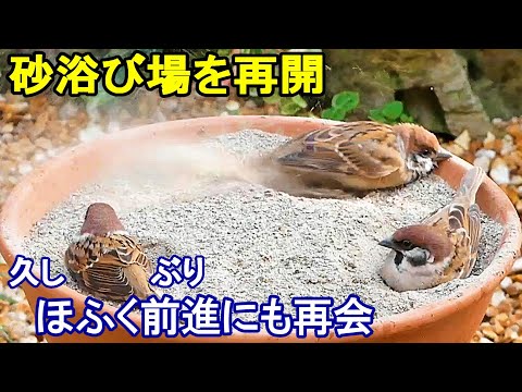 植木鉢でバードバス（野鳥の砂浴び場）秋編：砂場を再開～スズメ