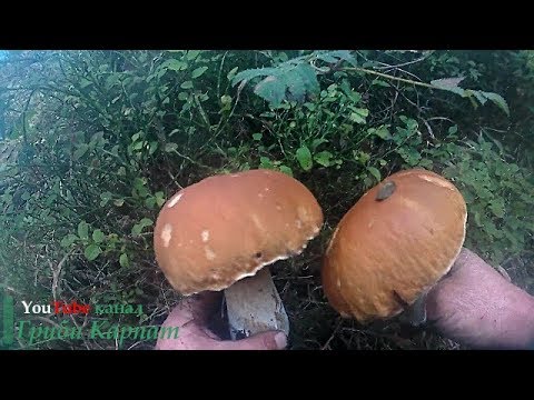 Збираємо Осінні Білі Гриби в Карпатах.Собираем Осенние Белые Грибы в Карпатах.