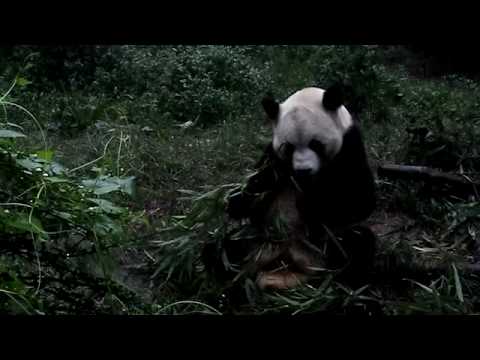 Madventures II - China - Panda