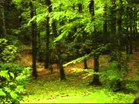 Sarna na rozkładzie