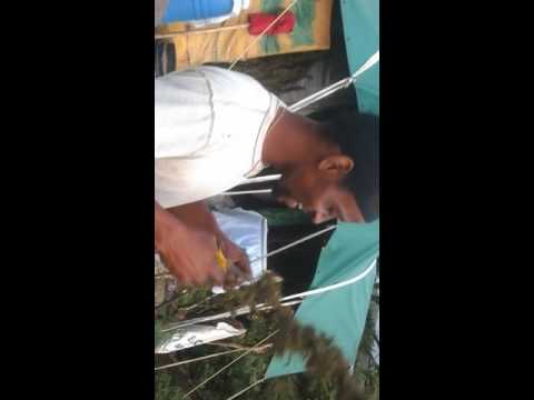 Vincy weed ganja plantation #washerrrfilms #kush