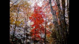 preview picture of video 'Sault Ste Marie: Exploring College Woodland Lot'