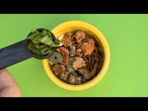 Diabetic diet for hamsters