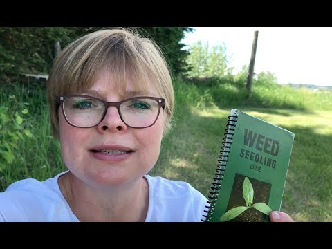 Weeds, Weeds, Weeds.... How to Identify Some Common Garden Weeds in Alberta
