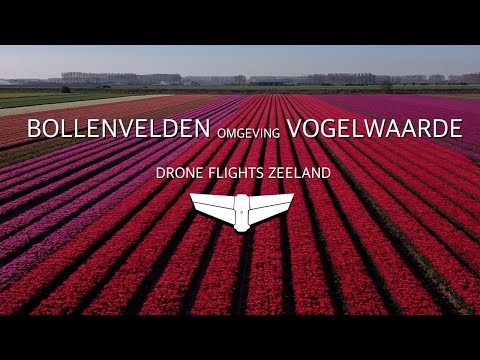 Bollenvelden omgeving Vogelwaarde.