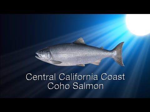 Species in the Spotlight: Central California Coast Coho Salmon