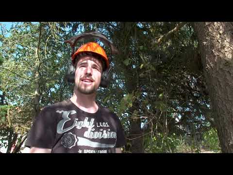 Felling a tree in the garden