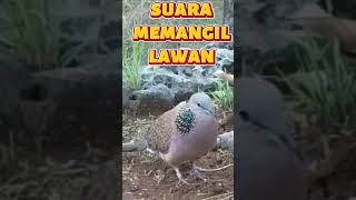 Download lagu Suara tekukur memanggil lawan di tanah #platm #suaratekukur #tekukurmemanggil#tekukurgacor #tekukur mp3