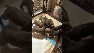 Bugg Puppies Videos