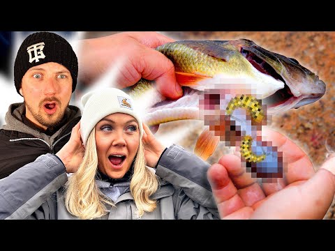 Vi Utforskar Abborrens Matvanor – UPPTÄCKER OVÄNTAT INNEHÅLL!