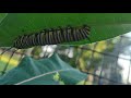 COUNTRY VIBE ️ Country Live 2026 Enjoy Countryvibe