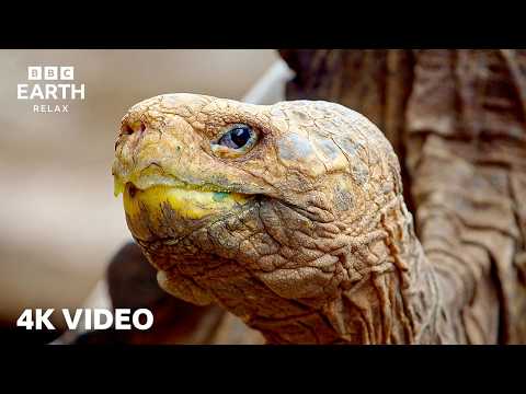 BBC Earth Relax and BBC Earth