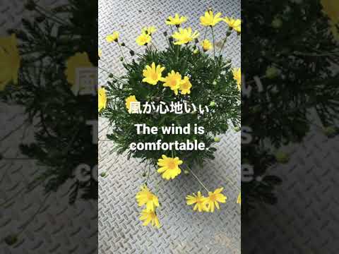 デイジー 植物