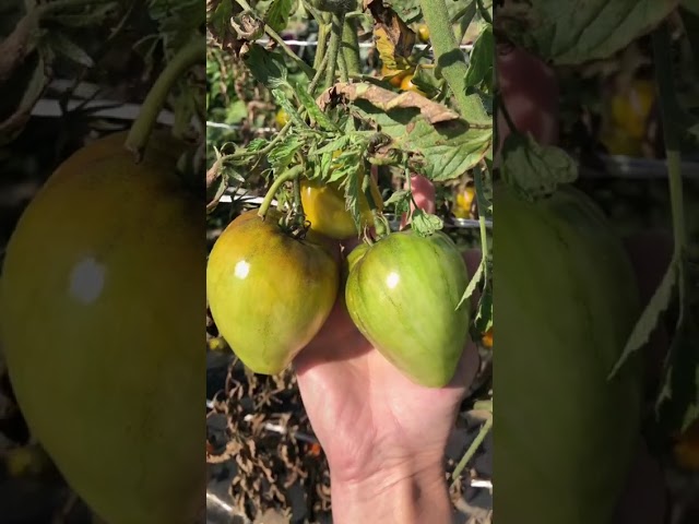 Стандарт поставки видео №1 Томат Оранжевый слон Минусинский