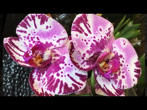 PHALAENOPSIS ORCHID WITH AMAZING CHARACTERISTICS (V-457)