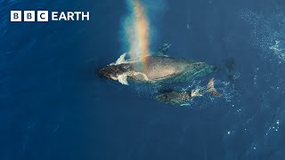 The Surprising Benefits of Whale Poo | Our Planet Earth | BBC Earth