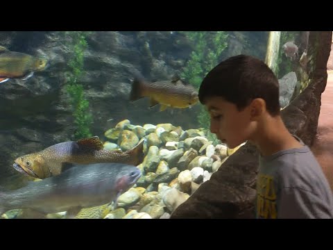 Surgery, Cabela's and Siren Hunting