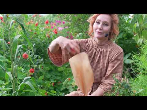 Eftermogna dina tomater!