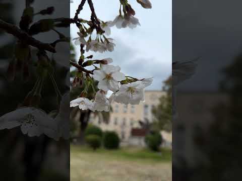 See Kobe U - 桜 / Cherry blossom