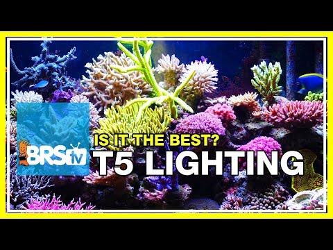 Week 19: Compelling data for using T5 lighting on your reef tank | 52 Weeks of Reefing #BRS160
