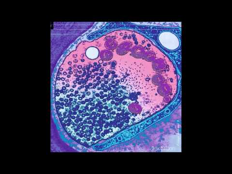 Alex nilson - Voyage interieur P.3 (Techno podcast)