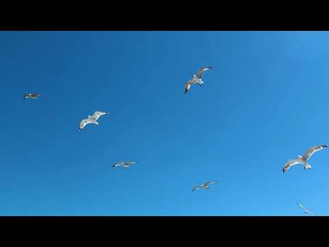 Fly Higher Together: Leadership Lessons from Geese in Formation