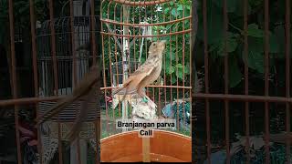 Download lagu branjangan parva call mp3 Download lagu branjangan parva call mp3