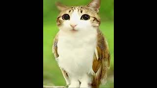 Download lagu Meowl #meme #memes #meowl #cute #newsoul #cat mp3