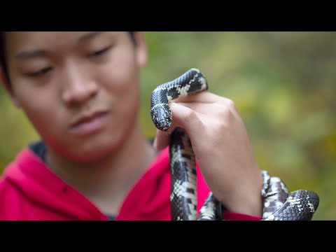 Discovering New Species