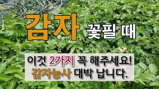 감자 꽃필 때 이것 2가지 꼭 해주세요. 감자 농사 대박 납니다. #주말농장 감자 가꾸기.