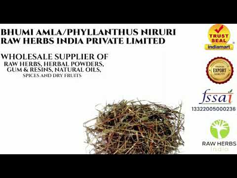 BHUMI AMLA (PANCHANG) - BHUMI AAMLA - BHOOMI AWLA - PHYLLANTHUS NIRURI